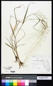 Image result for Sporobolus tenuissimus
