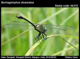Image result for Distephanus divaricatus