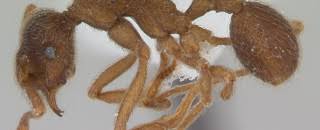 Image result for Arthropteris antun-gupffertiae