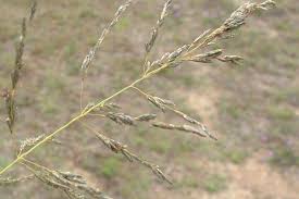 Image result for Eragrostis membranacea