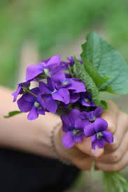 Violet S Edible And Medicinal Uses Chestnut School Of Herbal Medicine Herbalism Edible Wild Plants Planting Herbs