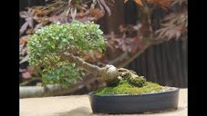 Image result for Acacia davyi