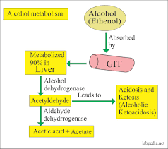 alcohol content in blood breath saliva and urine ethyl