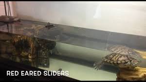 According to johnson, these are the most common aquatic turtles and can range in size from 5 to 12 inches (with females being typically larger. Red Eared Slider Turtles Basic Tank Set Up Youtube