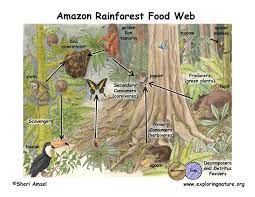 Then read about the different trophic levels of a typical food chain (below). Amazon Rainforest Food Web