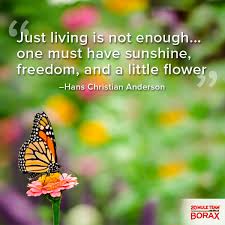 Just Living Is Not Enough One Must Have Sunshine Just Living Is Not Enough One Must Have Sunshine Freedom And A Little Flower Hans Christian Ande Funny Images Enough Is Enough Hans Christian Anderson