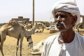 Make sure that your camel. Sudan S El Molih S Camel Market Is A Great Attraction Al Bawaba
