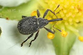 Image result for květopas jahodníkový