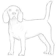 How To Draw A Realistic Dog