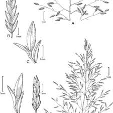 Image result for Eragrostis pallens