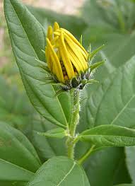 The jerusalem artichoke (helianthus tuberosus), also called the sunroot or sunchoke or earth apple or topinambur, is a species of sunflower native to the eastern united states, from maine west to north dakota, and south to northern florida and texas. Jerusalem Artichoke Facts Health Benefits Nutritional Value