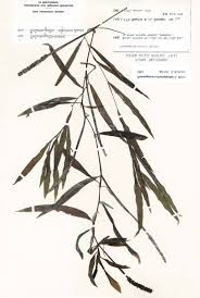 Image result for Potamogeton schweinfurthii