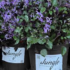 Our Top Purple Flowering Plants For Australian Gardens | Wholesale Nursery  - Nurseries In Melbourne, Sydney & Brisbane | Plantmark