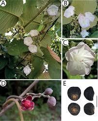 Image result for Argyreia