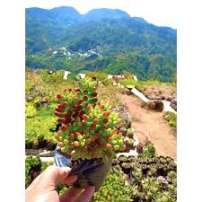 You can use a soluble fertilizer in the seasons that your plant needs to feed. Jelly Beans Succulents Live Plants Shopee Philippines