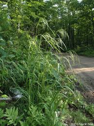 Image result for Bromus