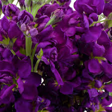 Find the perfect plum color stock photos and editorial news pictures from getty images. Stock Midnight Purple Flower