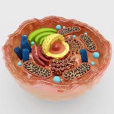 3d Human Cell Cell Model Study Biology Human Cell Diagram