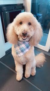 Zoom-N-Groom Mobile Grooming