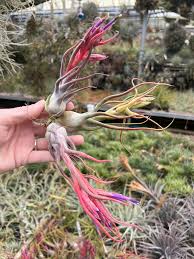 Image result for Xylia torreana