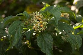 Image result for Hoslundia