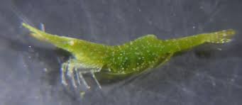 Image result for Hippocratea volkensii