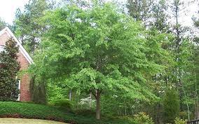 For starters, the drake chinese elm is wonderfully versatile and adaptable. Pin On Garden Plant Varieties 2
