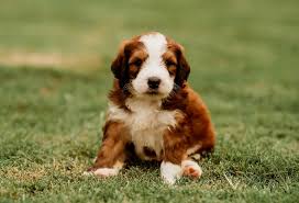 Most trusted source of mini goldendoodle puppies for sale. Crockett Doodles Family Raised Doodle Puppies For Sale
