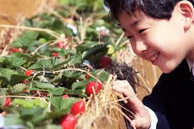 Hong Kong's first agricultural park calls for people 'serious about  farming'