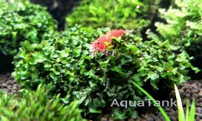 Image result for Loxogramme