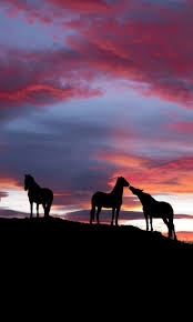 Decorate your desktop with this stunning beautiful wallpaper hd horses sunset hd wallpaper wallpaper. Hd Sunset Horse Wallpapers Peakpx