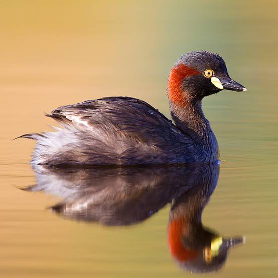 Australasian Grebe - Canberra Birds