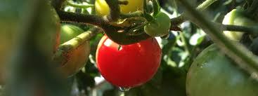 Grüne tomaten ernten, die sich vom ansatz aus gelb oder rot färben; Tomaten Funf Tipps Fur Den Erfolgreichen Anbau Mdr De