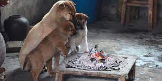 A heat light and a heavy blanket to nestle into is good but again… look up the method for hand raising newborn puppies. How To Keep Puppies Warm The Free Guide