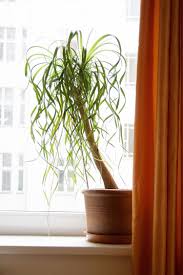 These eleven indoor plants are safe for pets (green thumbs, rejoice). 10 Non Toxic And Dog Safe Houseplants The Bark