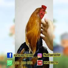 Menurut pengalaman kami ayam magon dapat bertarung dengan lincah jika sudah ada di arena sabung ayam, ayam ini ayam mangon ini terkenal dengan akurasi pukulan yang dilancarkan oleh ayam magon thailand juga sangat akurat dan sering mengenai bagian bagian fatal. 180 Ide Hewan Dan Peliharaan Di 2021 Hewan Ayam Betina Beternak Ayam