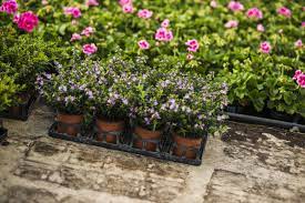 Their selection may be small. Best Places To Buy Plants For Garden Without Spending A Fortune