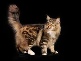 How maine coons originated in the united states is a mystery. How To Choose The Right Cat Choosing The Right Cat For You Cats Guide Omlet Uk