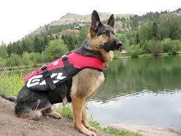 Free Ezydog Life Vest For Dogs For Objective Product Review