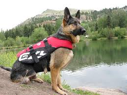 free ezydog life vest for dogs for objective product review