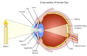 What are panda eyes, and what causes them? - Quora