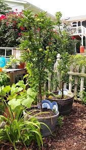 Growing fruit trees in containers is surprisingly easy, and there are some decided advantages. A Cultivated Nest Inspiring Frugal Ideas For Your Home Garden Fruit Trees Backyard Potted Trees Fruit Trees In Containers
