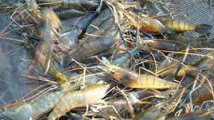 450 per ekor berikut ini merupakan harga udang galah yang siap konsumsi lokasi jual harga satuan peternak udang rp. 13 Cara Sukses Budidaya Udang Galah Di Kolam Beton Untuk Pemula