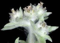 Image result for Gnaphalium polycaulon