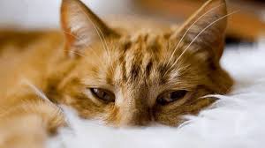 If your cat's third eyelid is present in one or both eyes, take him to your veterinarian. Herpesvirus Infection In Cats Kitty Cold The Cat S Meow Veterinary Hospital