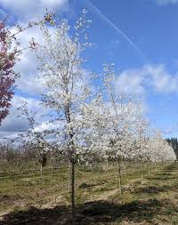 Image result for Amelanchier laevis