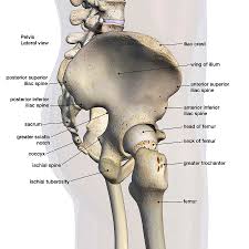 1.2 rectal anatomy , lateral view fig. Lateral View Of Male Pelvis Hip Photograph By Hank Grebe