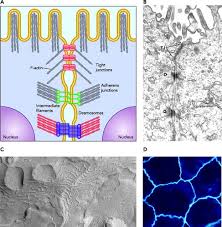 Rivets and snaps bind fabric tightly in specific spots as desmosomes form close associations in animal cells do not have either of these structures. Rho Signaling And Tight Junction Functions Physiology