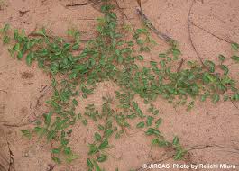 Image result for Alysicarpus zeyheri