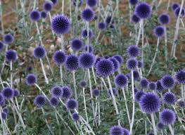 Disteln Stachelig Aber Schon Kugeldistel Blumen Stauden August Blumen